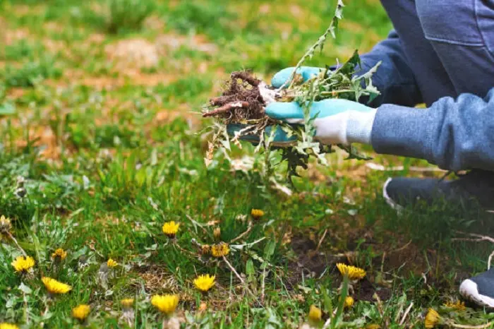 How to clear a yard full of weeds Beaverton, OR