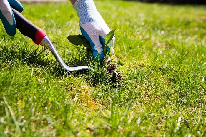 How to clear a yard full of weeds in Beaverton, OR